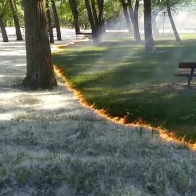 A carpet of poplar fluff burns to reveal the grass below at the Parque del Cidacos de Calahorra, Spain