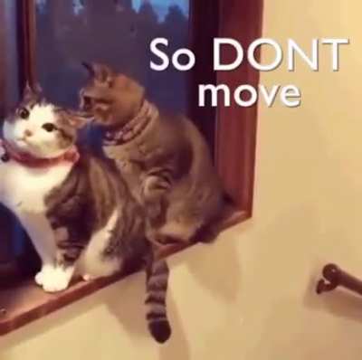 Why does this remind me of Lan Zhan and Wei Ying...