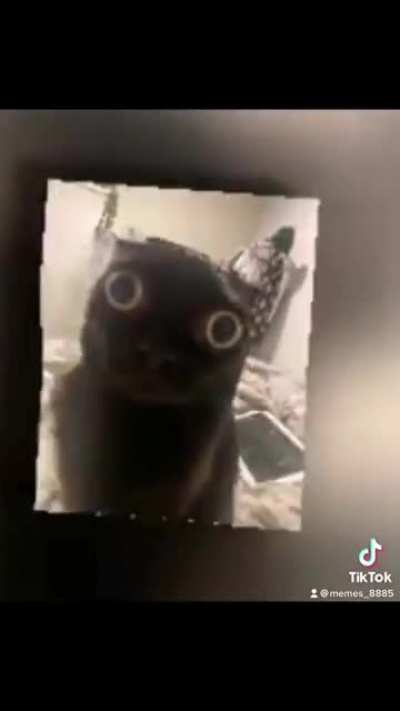 Cat🗿