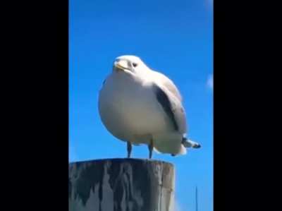 BIRB