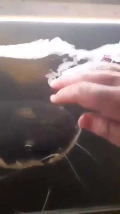 You know what? Fuck your council elections, I'm too busy feeding my domesticated Unga