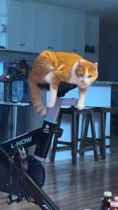 My bike is infested