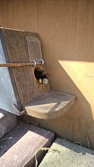 Cute flying bee