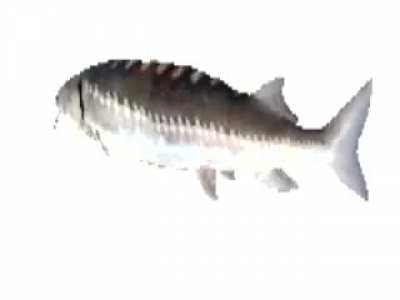 🎶El salm&oacute;n cantante canta en todas partes🎵