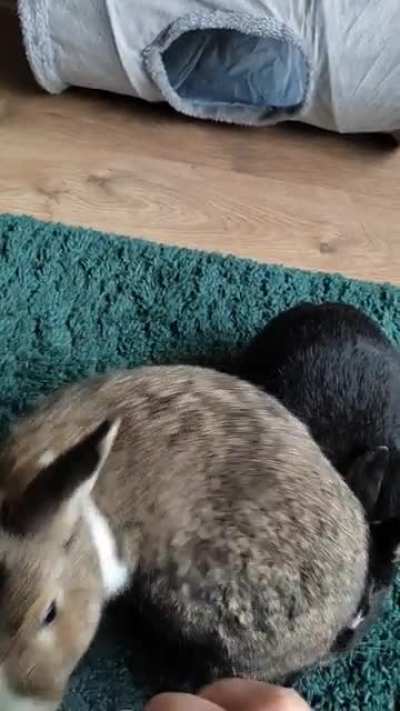Teaching my babies to spin <3