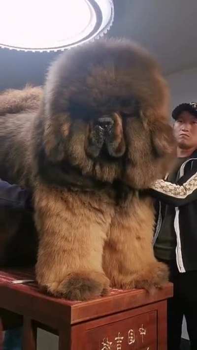 That&rsquo;s a big boi