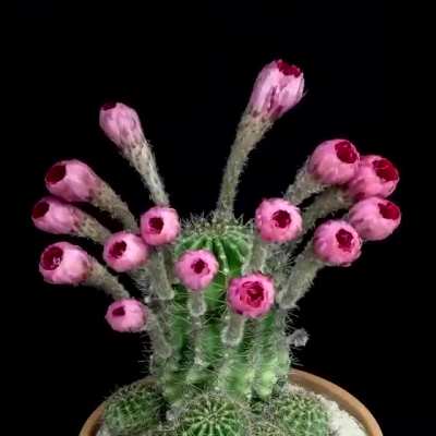 time lapse flowers