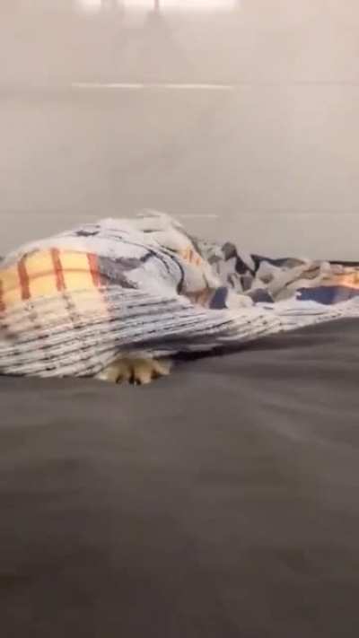 Peekaboo