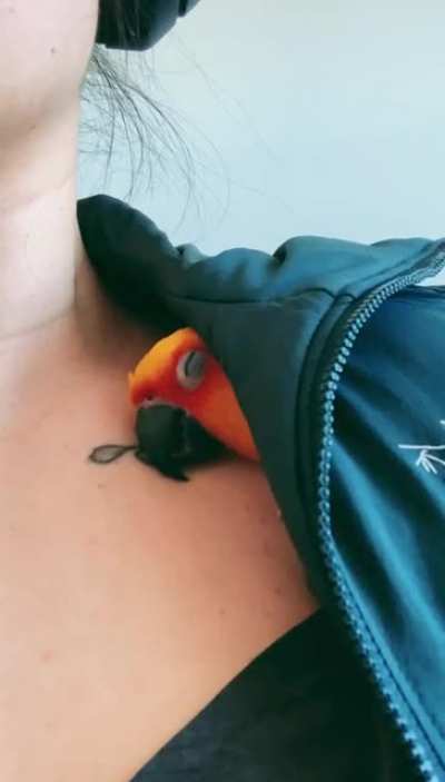 This is where my conure likes to hangout when I&rsquo;m working haha he&rsquo;s always sleeping on the job lols