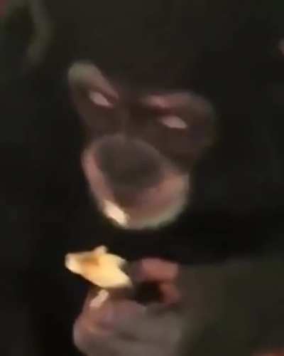 Stoner Ape