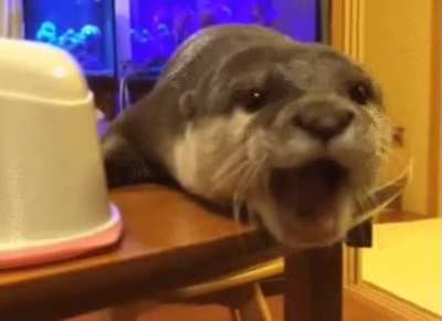 Y&rsquo;all wanted even more otter, you get more otter