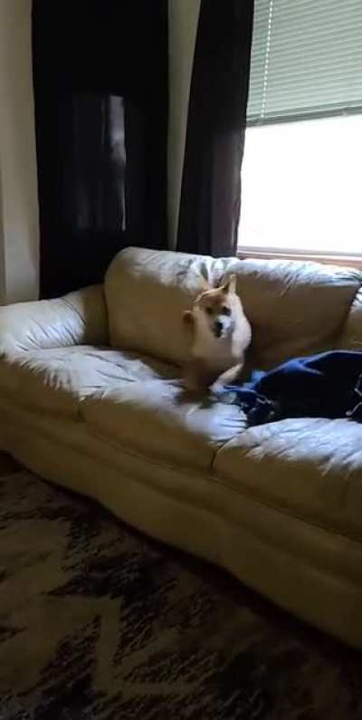 The couch destroyer