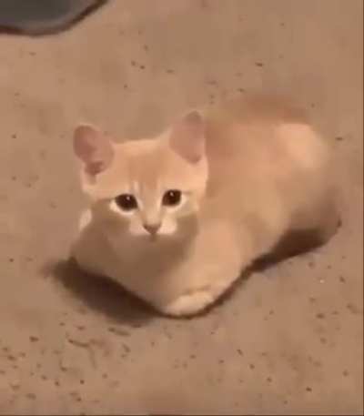 He bread 🍞