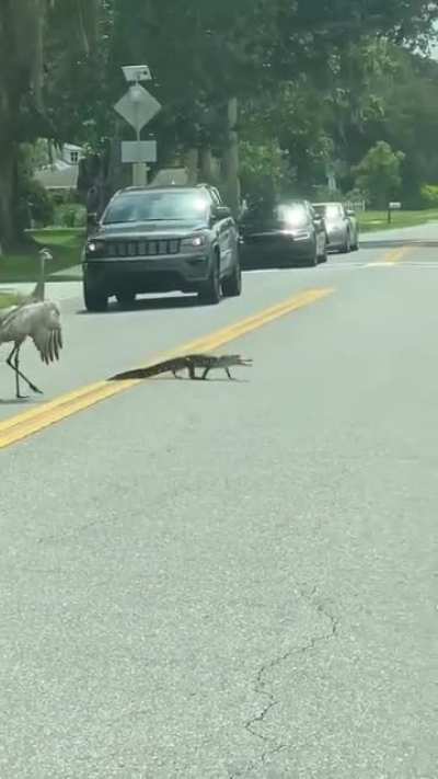 Only in Florida!!!