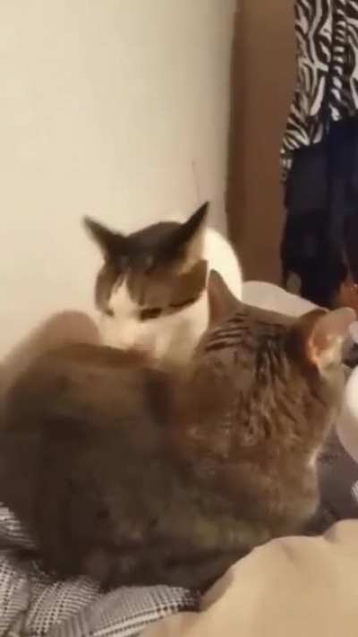 does hissing count