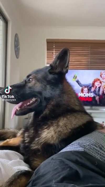 They adopted an old police dog: