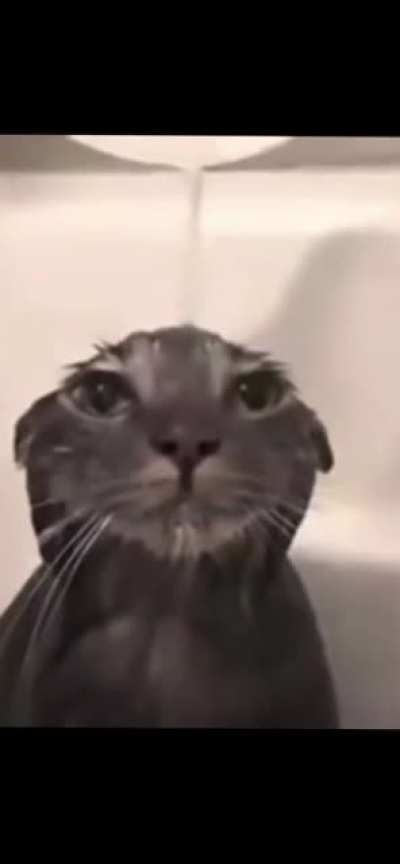 Look at cat