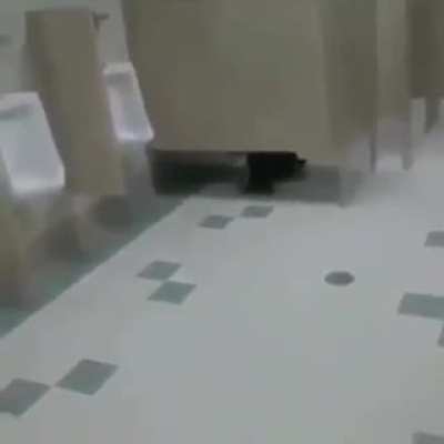 SCP ass tearer