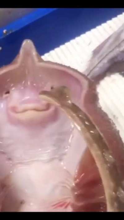 Cursed_fish