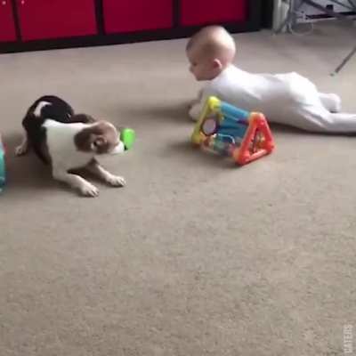 Dog teaches baby how to crawl;