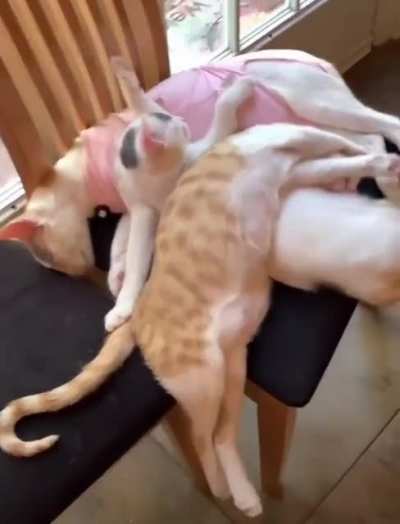 Кучка Котиков