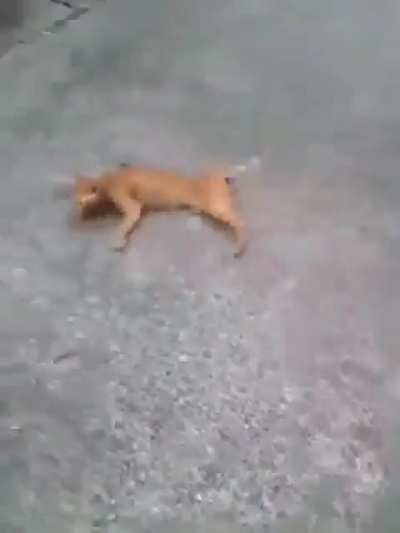 Poor cat