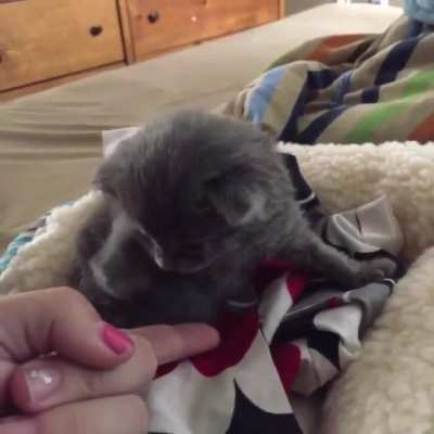 2 Week Old Kitten Practices High Fives