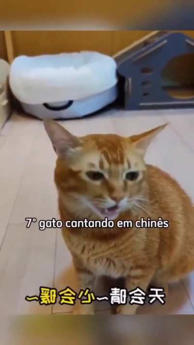 🏆 TOP 10 SONS DE GATO 🏆 