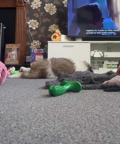 An hour of a life of a St Bernard puppy (time lapse)