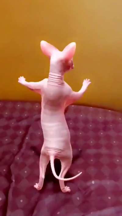 Funny dance on my bed