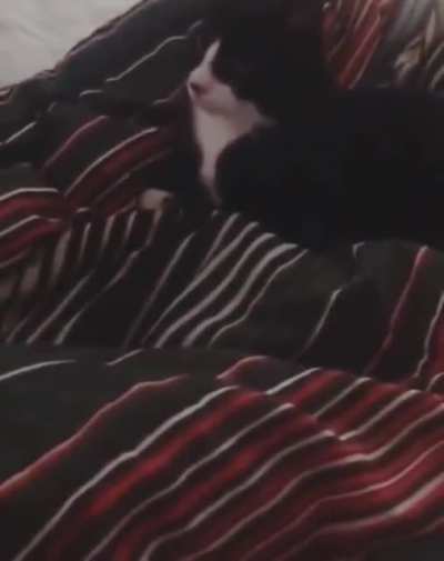 When your kitten thinks he's a dog ( Vol. Up)