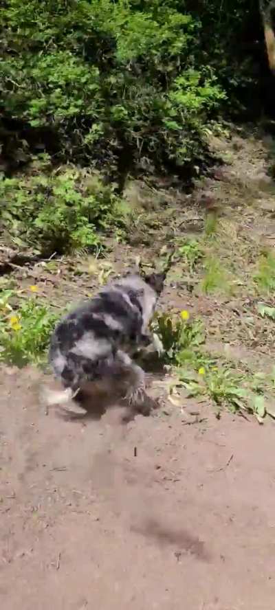 Nauli Naja chasing butterflies 🦋