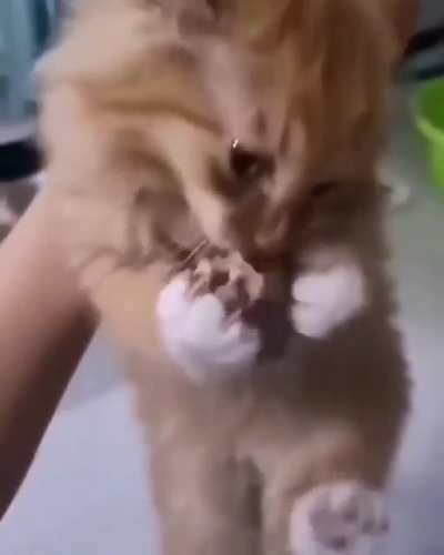 "NOOOOO, MY CHICKEEEEN!!"