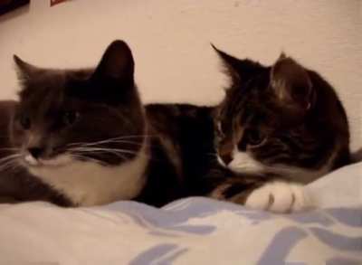 Cat Chat