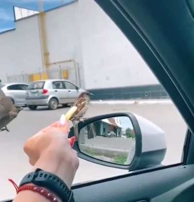Passarinho fdp