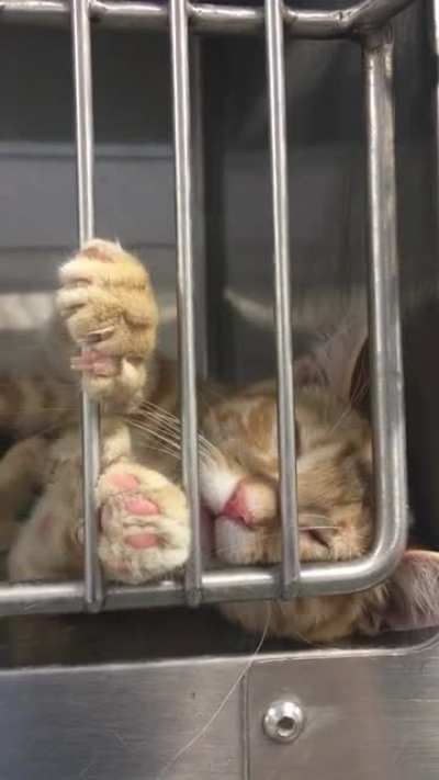 Humperdink Wants Pets Solo kitten Who&rsquo;s Adoptable From My Local Shelter in MN.