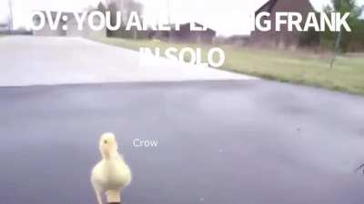 Stupid Crows