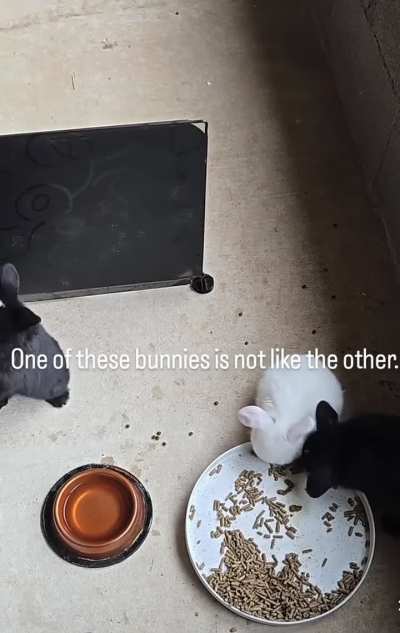 One of these bunnies is not like the other