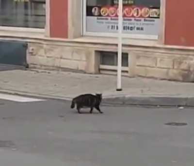 Cat versus rat.