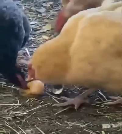 Chickens enjoying a protein rich meal