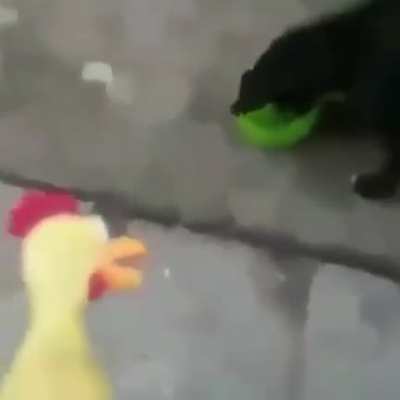 Abrupt dog chaos