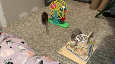 My awesome pet rat Crumb is learning to fetch from a mini ferris wheel!