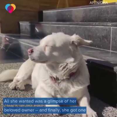 The dog waited for its owner every day in front of the hospital until owner recovered
