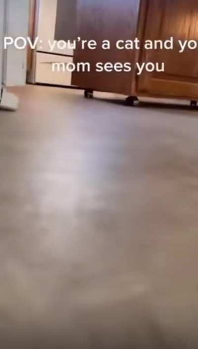 POV of a cat