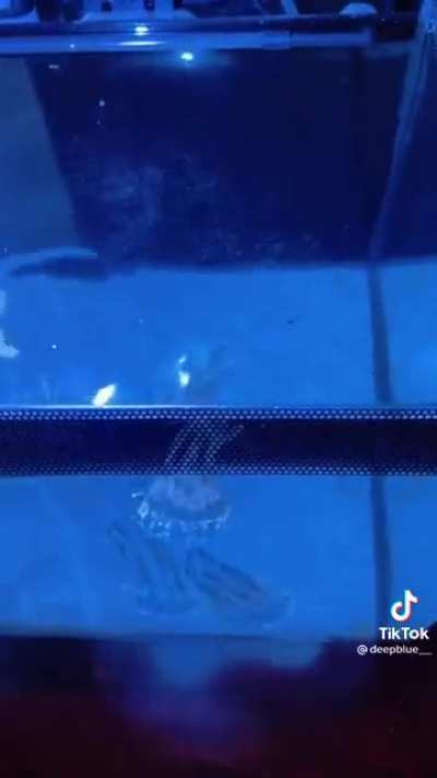 Guy feeds his pet jellyfish