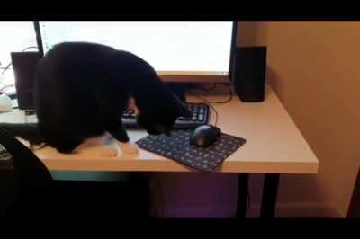 Kitty "helping" at the home office