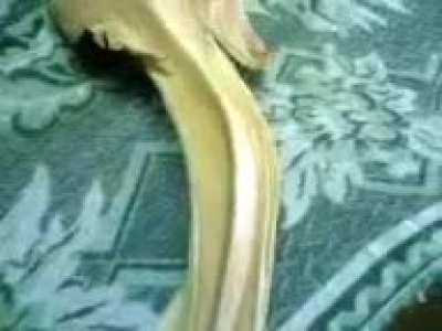 Arabic fish.3gp