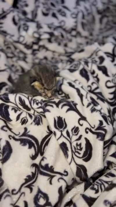 Video Evidence of Foster Baby&rsquo;s Vocals &amp;amp; Jailbreak! Still Undecided on Name.