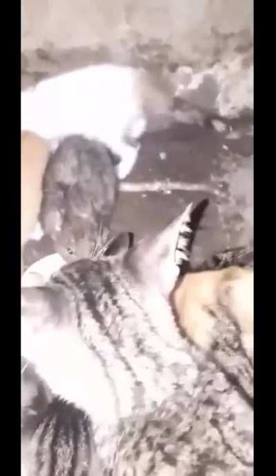 Чужой среди своих.