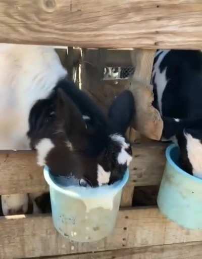 calcium🤤